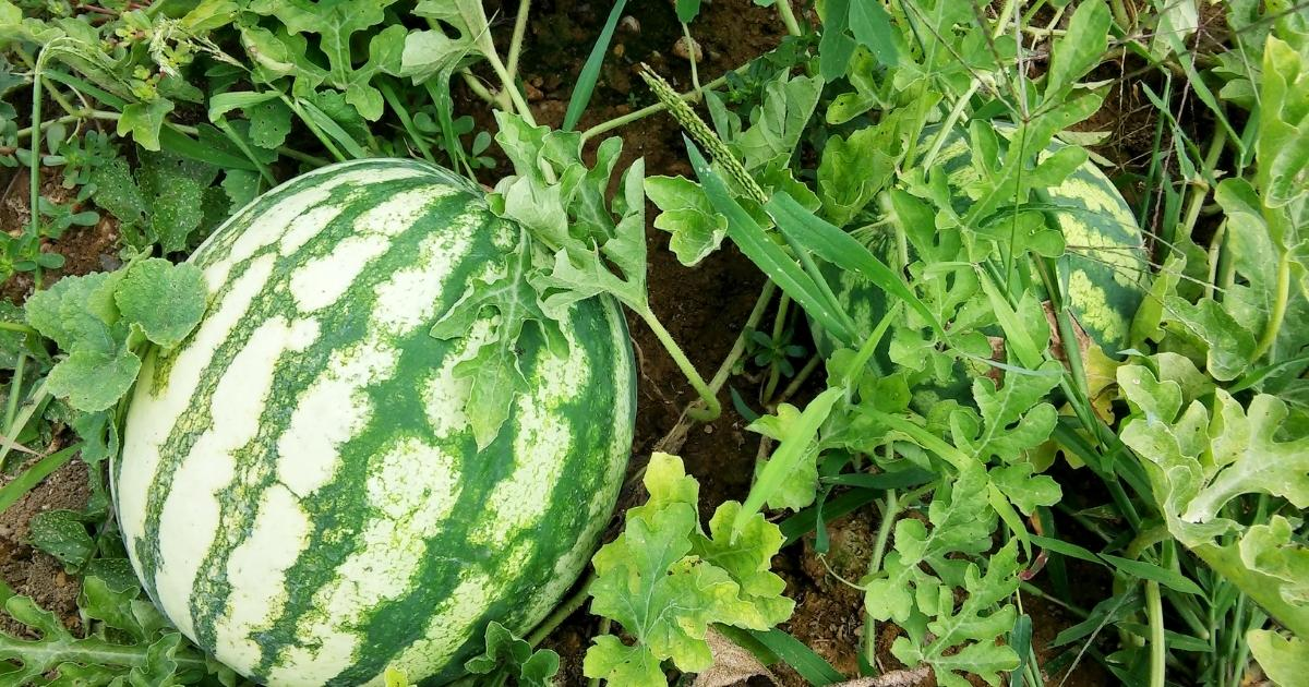 A large watermelon on the vine in a garden A large watermelon on the vine in a garden