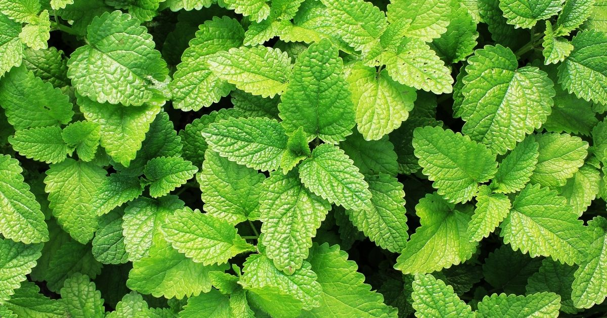 Mint plants shown from the top Mint plants shown from the top