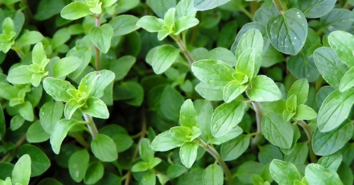A close up view of an oregano plant A close up view of an oregano plant