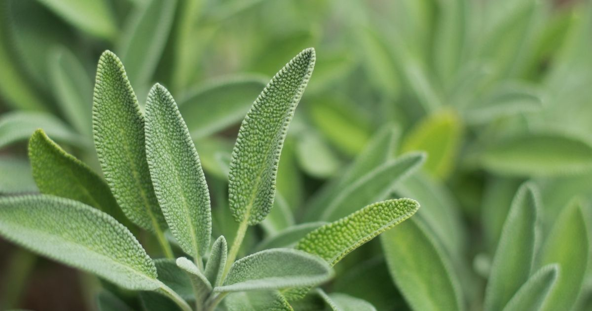A close view of sage leaves A close view of sage leaves