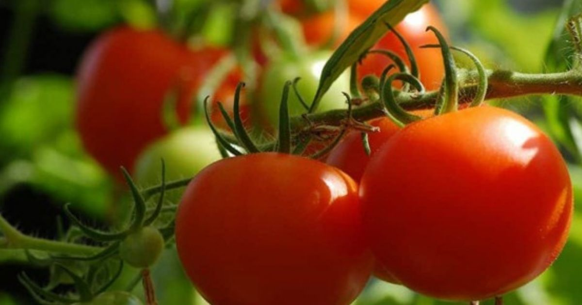 A close view of slicer tomatoes A close view of slicer tomatoes