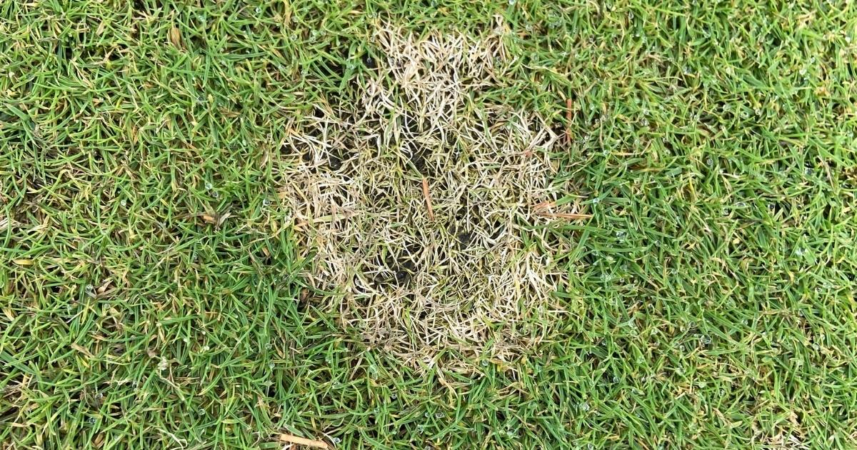 Dollar spot symptoms on a creeping bentgrass putting green Dollar spot symptoms on a creeping bentgrass putting green