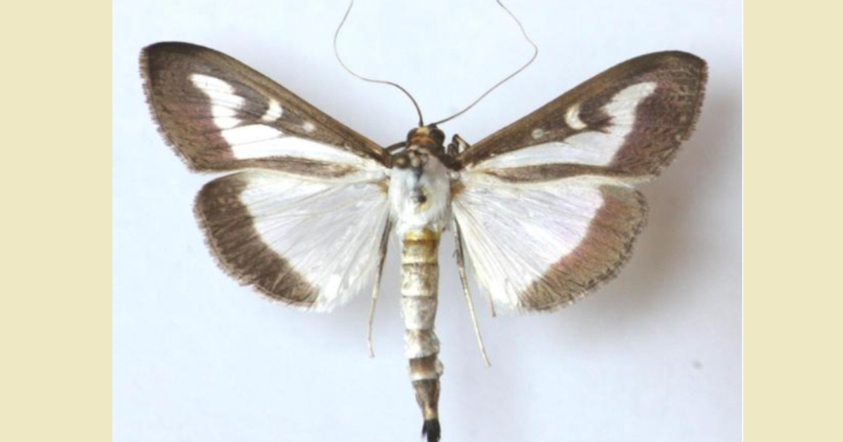 Box Tree Moth, Szablocs Sáfián, University of West Hungary, Bugwood.org Box Tree Moth, Szablocs Sáfián, University of West Hungary, Bugwood.org