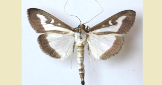 Box Tree Moth, Szablocs Sáfián, University of West Hungary, Bugwood.org