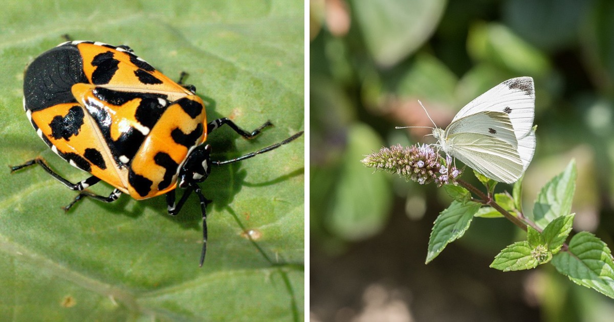 A collage of a Harlequin Bug and Cabbage white butterfly. A collage of a Harlequin Bug and Cabbage white butterfly.
