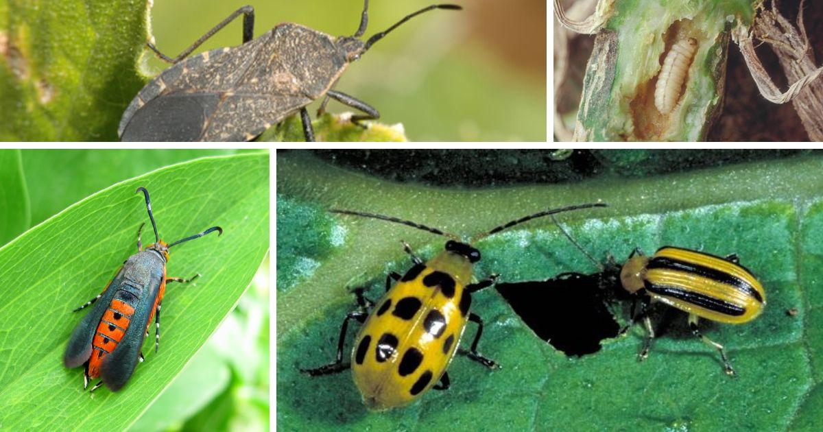 A collage of a curcubit pests. A collage of a curcubit pests.