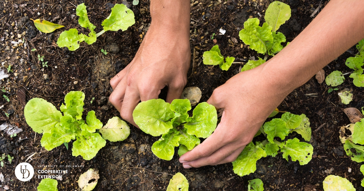 Someone planting lettuce in a garden Someone planting lettuce in a garden