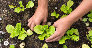 Someone planting lettuce in a garden