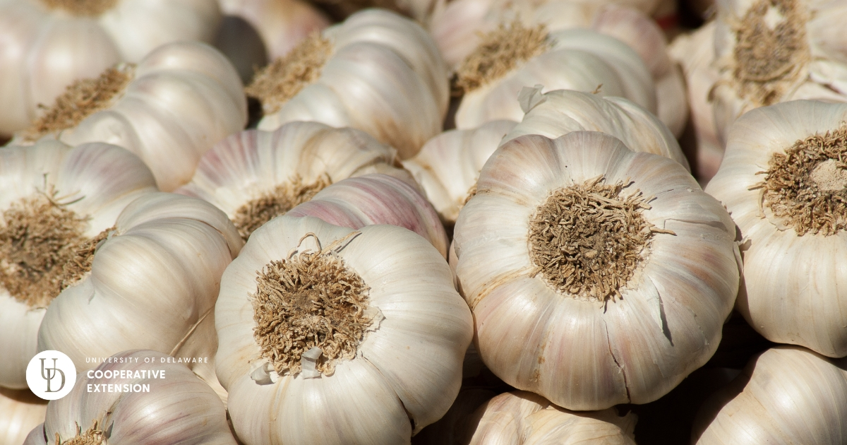 A large bunch of garlic A large bunch of garlic