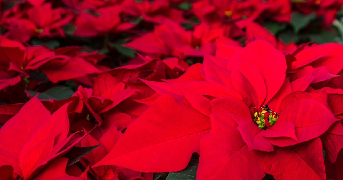 A close view of red poinsettias A close view of red poinsettias