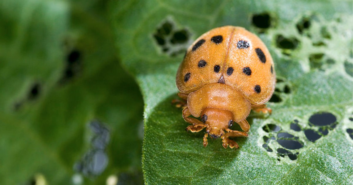 A mexican bean beetle A mexican bean beetle