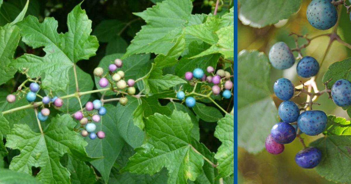 Two photos side by side of Porcelain Berry Two photos side by side of Porcelain Berry