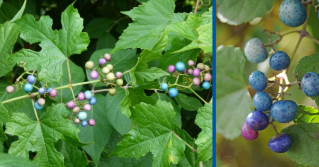 Two photos side by side of Porcelain Berry