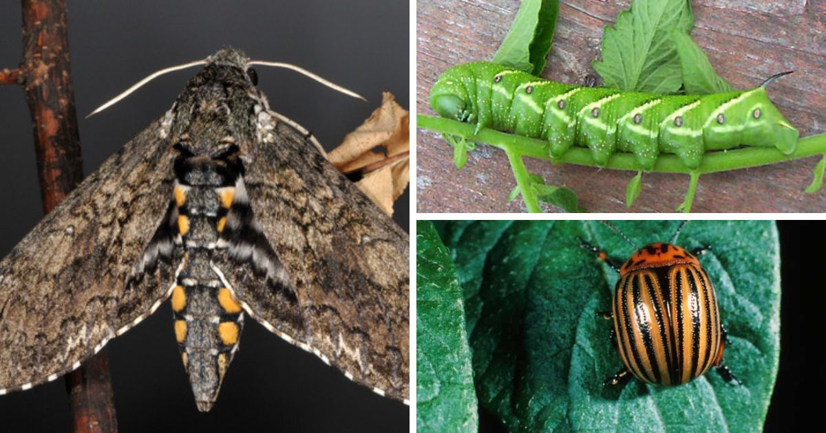 A collage of a Solanaceous plant pests. A collage of a Solanaceous plant pests.