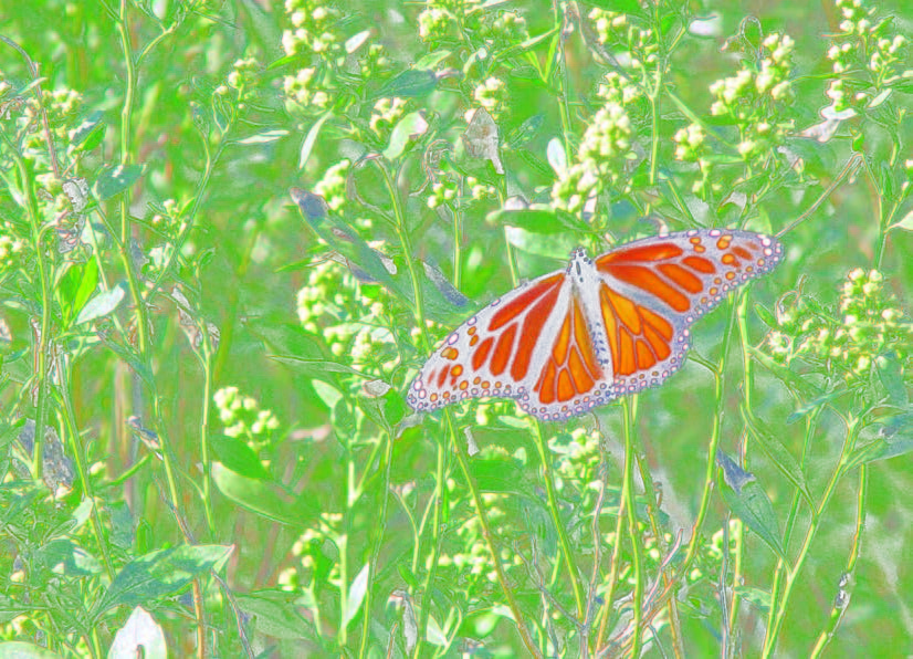 A monarch butterfly A monarch butterfly