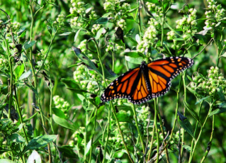 A monarch butterfly