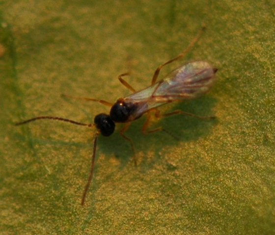 Aphid parasite Aphid parasite