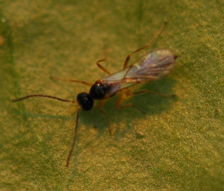 Aphid parasite