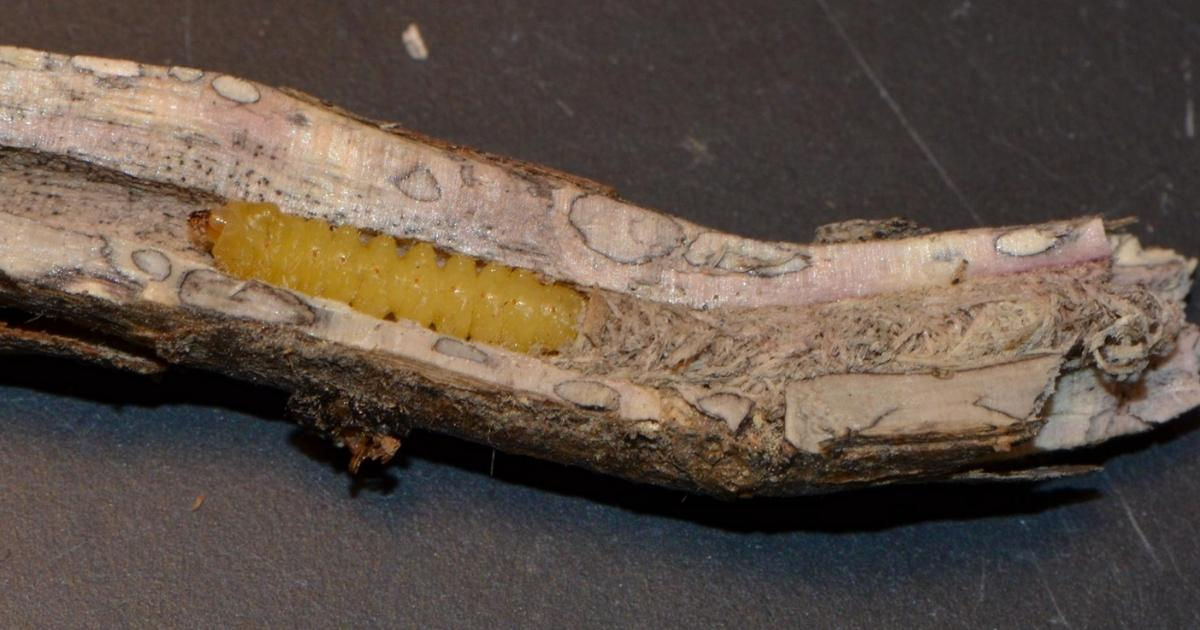 Soybean crop stubble that has been split open, revealing the Dectes stem borer larva within. Photo: Alan Leslie Soybean crop stubble that has been split open, revealing the Dectes stem borer larva within. Photo: Alan Leslie