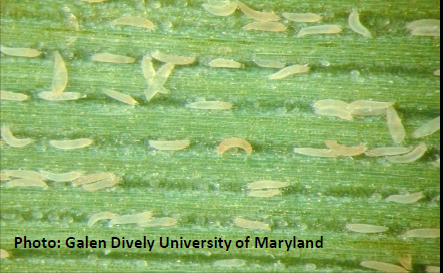 Cereal Rust Mite in Timothy close up taken by Galen Dively University of  Maryland Cereal Rust Mite in Timothy close up taken by Galen Dively University of  Maryland
