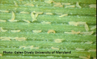 Cereal Rust Mite in Timothy close up taken by Galen Dively University of  Maryland