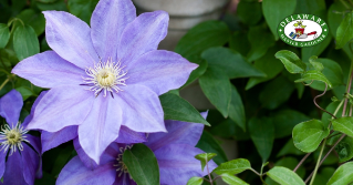 A closeup of a purple clematis