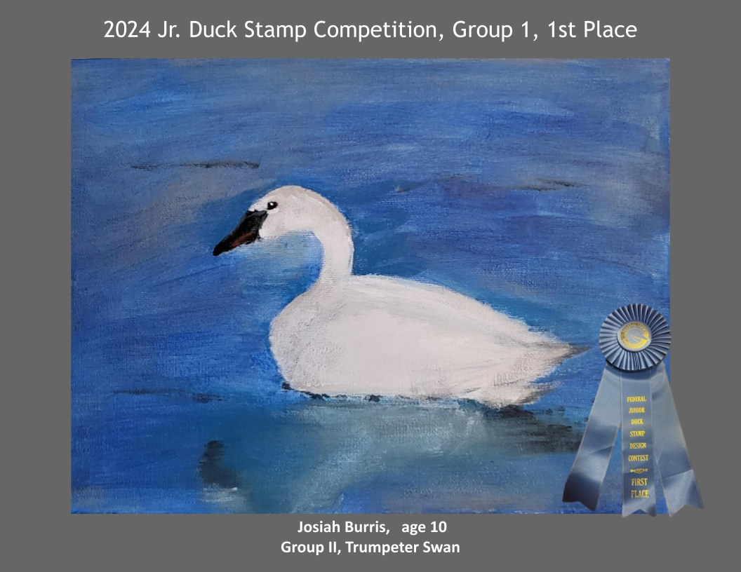 2024 Jr. Duck Stamp Contest, Delaware 4-H.  1st Place. Trumpeter Swan, Josiah Burris, age 7