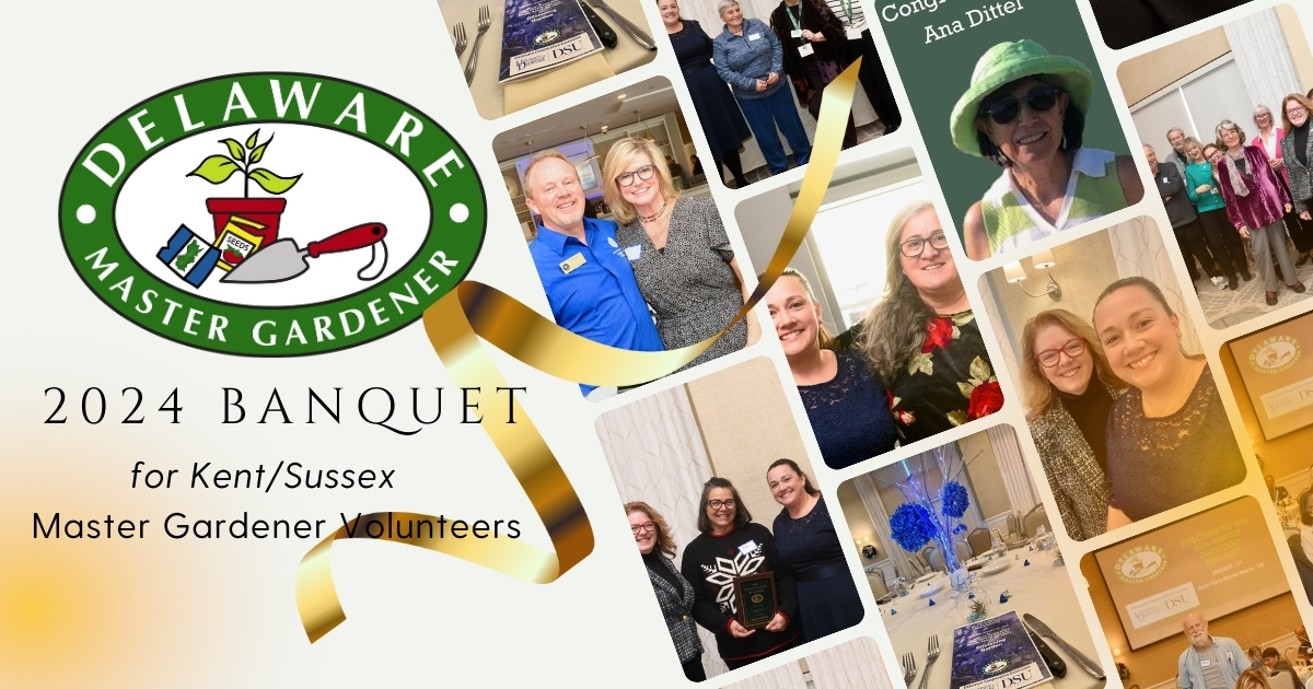 Kent and Sussex Master Gardener volunteers celebrated an impressive 2024 volunteer year at their 38th annual banquet held at the Hyatt Place in Dewey Beach. The “Glistening Garden” theme and freshly fallen snow outside provided a festive atmosphere for the announcement of the coveted Master Gardener of the Year Award for 2024, along with other accomplishments from both counties. Celebrations for New Castle County Master Gardeners will be held in April.