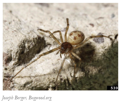A closeup of a house spider A closeup of a house spider