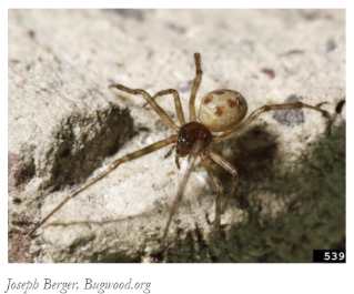 A closeup of a house spider