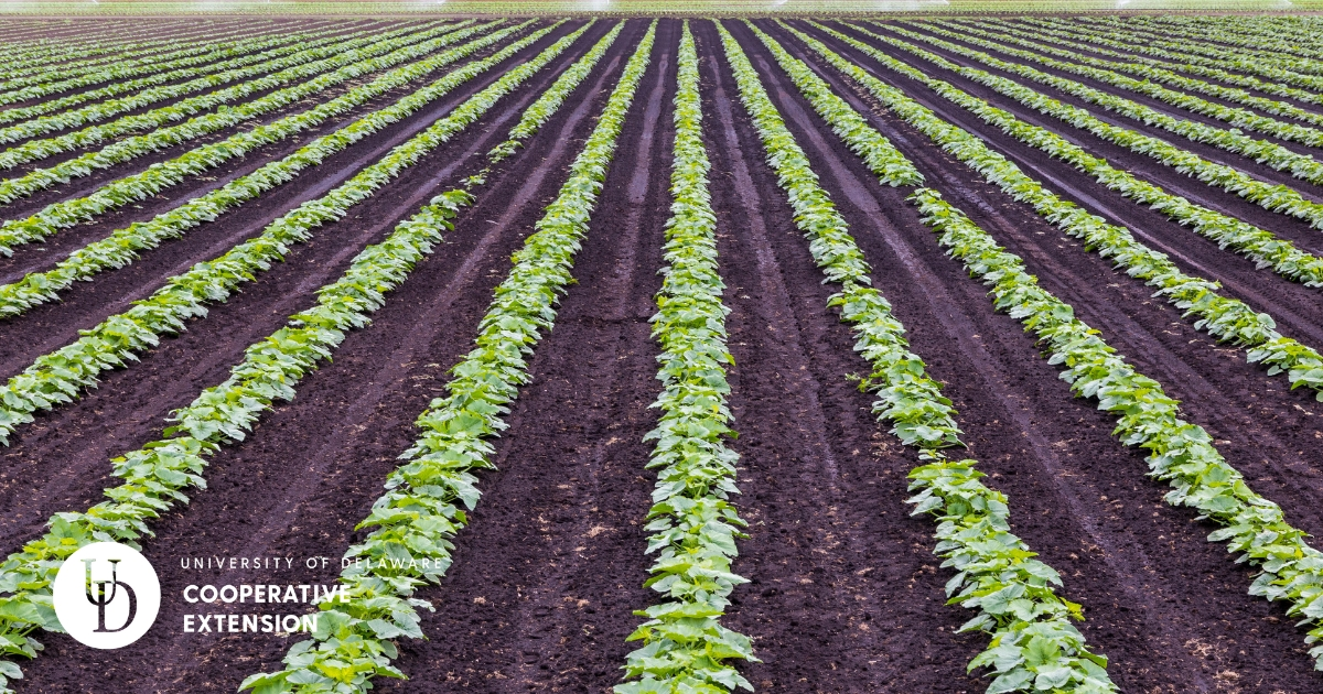 A vegetable field A vegetable field