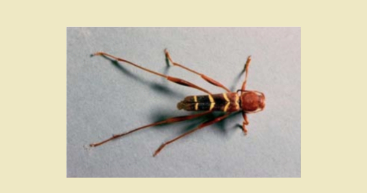 A top view of an Ash Borer A top view of an Ash Borer