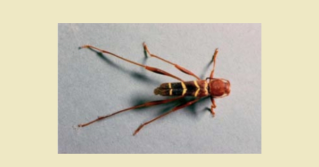 A top view of an Ash Borer