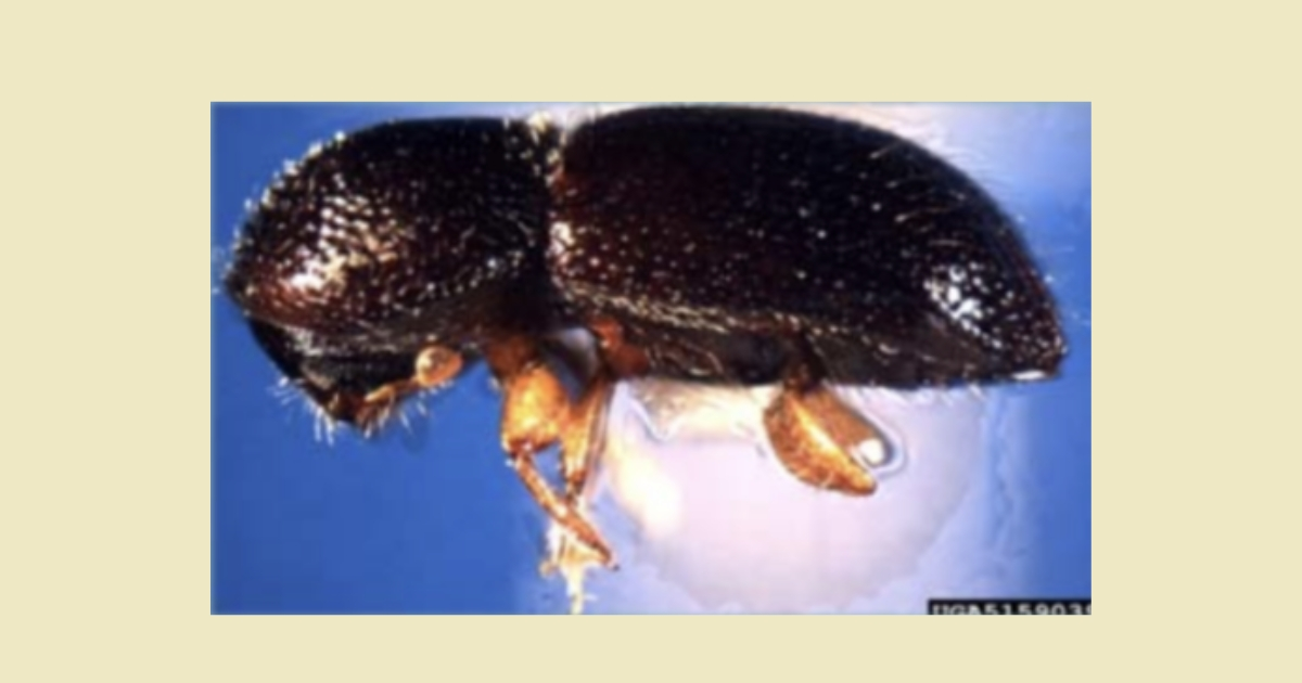 A close up of a Black timber bark beetle. Photo credit: J.R. Baker & S.B. Bambara, North Carolina State University, Bugwood.org A close up of a Black timber bark beetle. Photo credit: J.R. Baker & S.B. Bambara, North Carolina State University, Bugwood.org