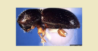 A close up of a Black timber bark beetle. Photo credit: J.R. Baker & S.B. Bambara, North Carolina State University, Bugwood.org