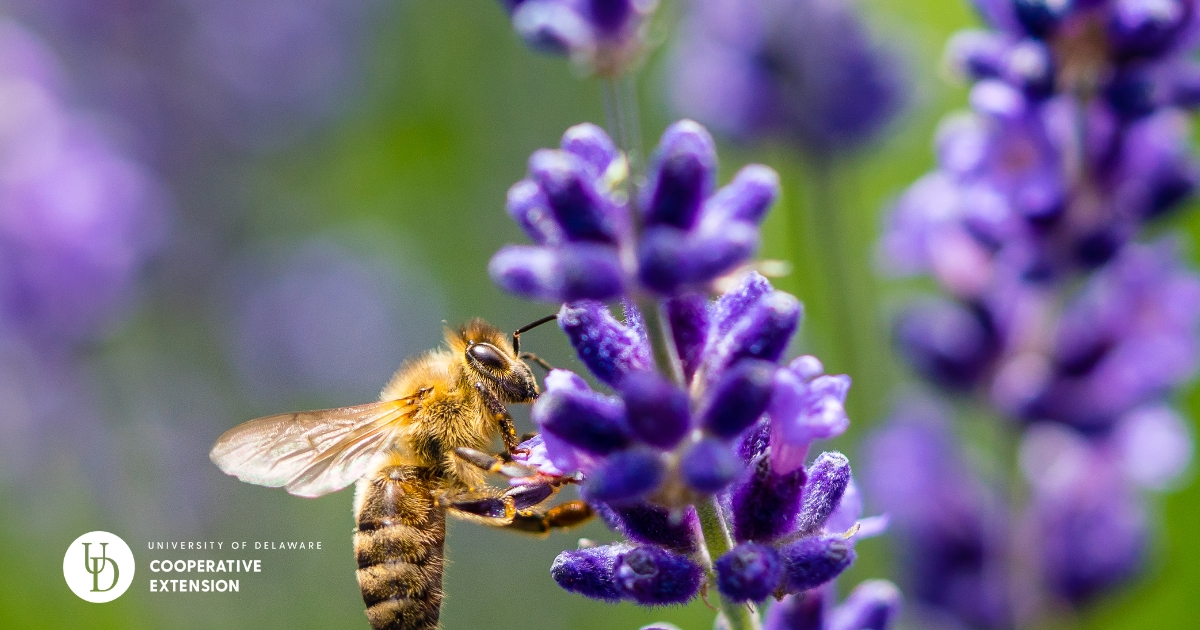 A bee on a flower A bee on a flower