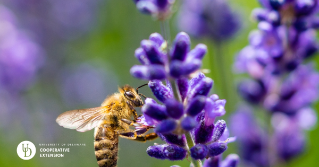 A bee on a flower