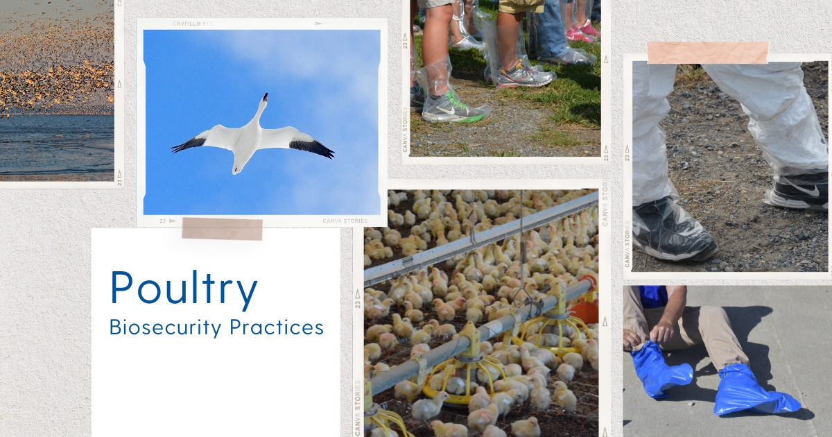 A collage of 7 photos of biosecurity practices