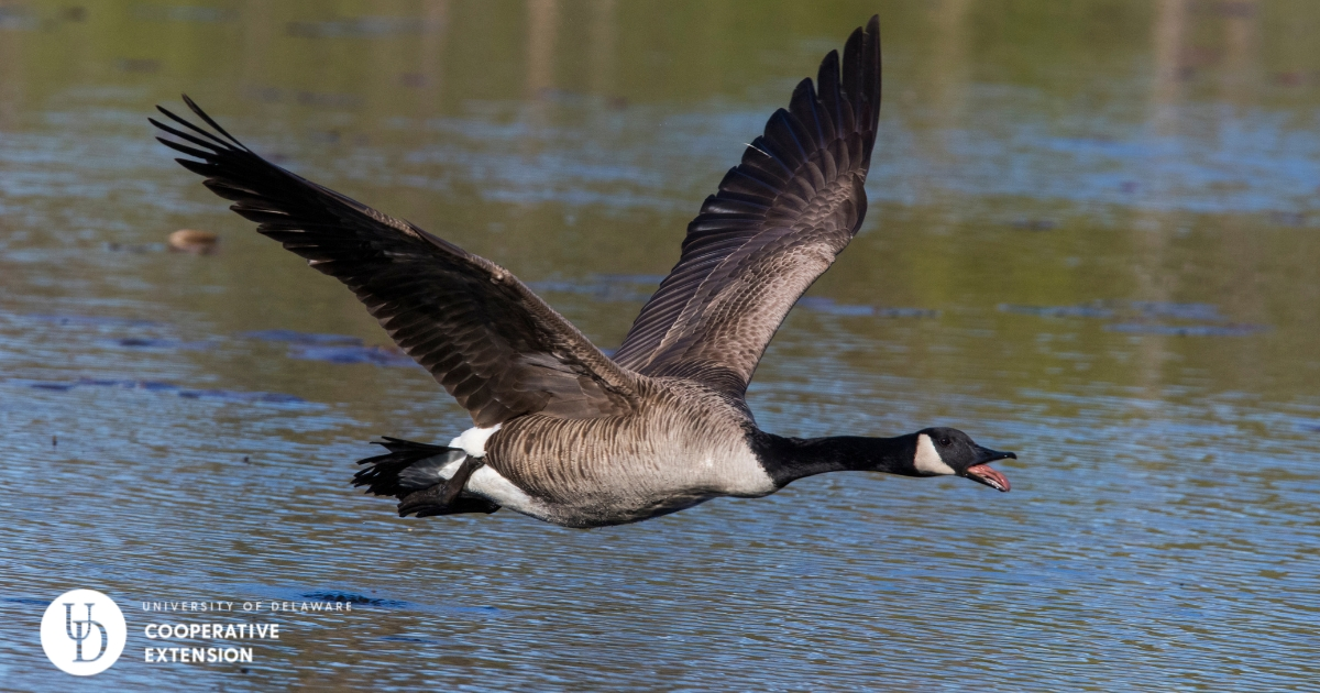 A Canada Goose flying across a pond A Canada Goose flying across a pond