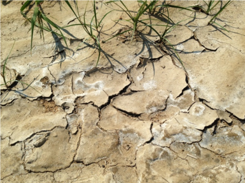 Corn field experiencing salinization Corn field experiencing salinization