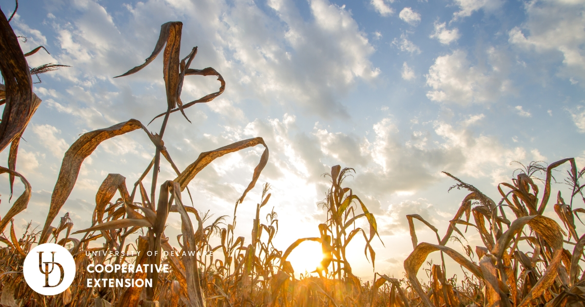 Corn field in the hot sun Corn field in the hot sun