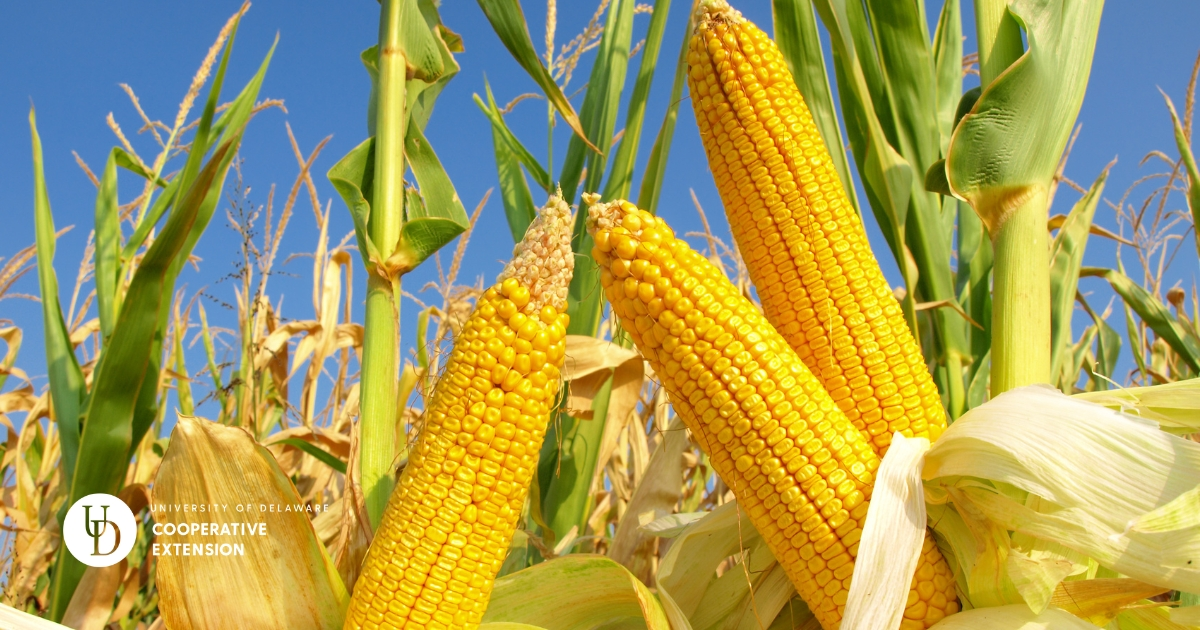 Ears of corn Ears of corn