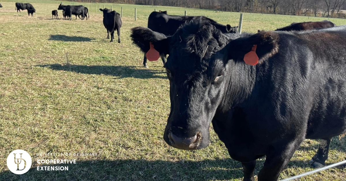 Cows on a farm Cows on a farm