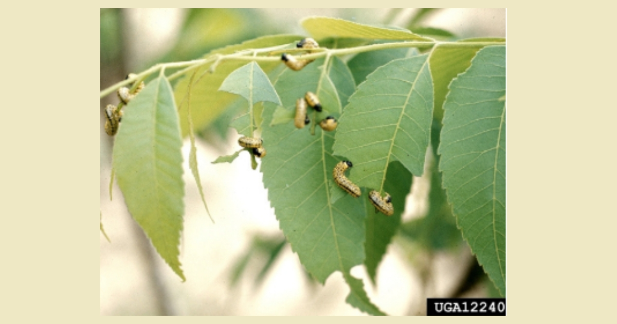 Mature dogwood sawfly larvae feeding on a leaf. Photo credits: Jerry A. Payne, USDA Agricultural Research Service, Bugwood.org. Mature dogwood sawfly larvae feeding on a leaf. Photo credits: Jerry A. Payne, USDA Agricultural Research Service, Bugwood.org.