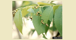 Mature dogwood sawfly larvae feeding on a leaf. Photo credits: Jerry A. Payne, USDA Agricultural Research Service, Bugwood.org.