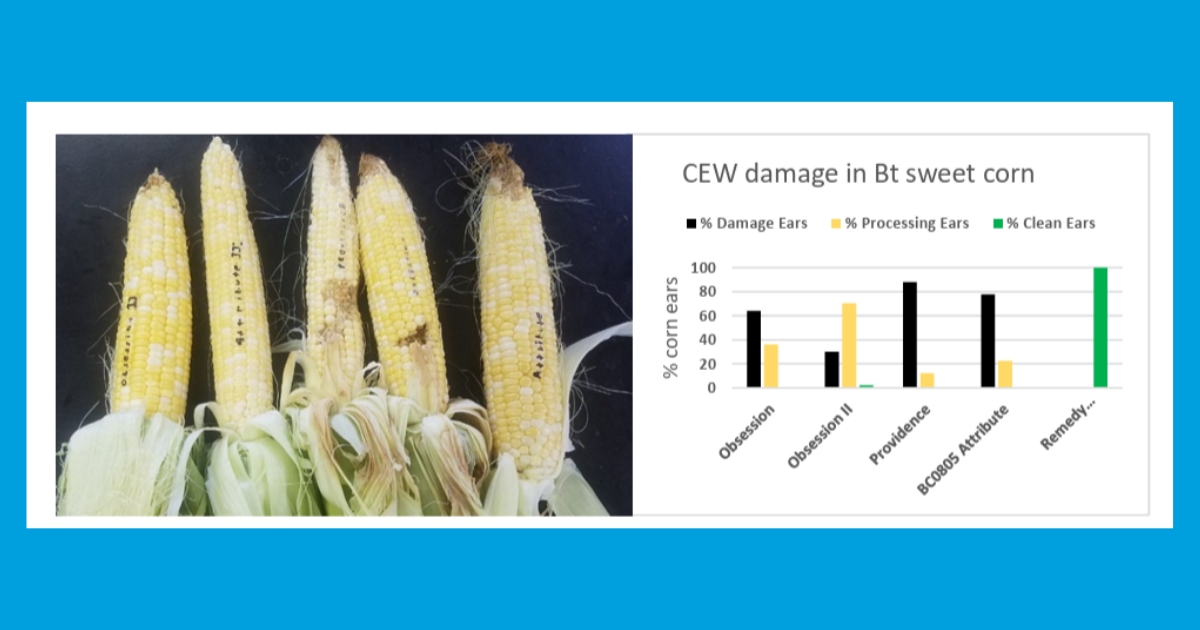 Ear damage can be high in Bt sweet corn not treated with foliar insecticides except for Attribute II or Attribute Plus varieties containing the Vip3A protein.   Ear damage can be high in Bt sweet corn not treated with foliar insecticides except for Attribute II or Attribute Plus varieties containing the Vip3A protein.
