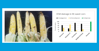 Ear damage can be high in Bt sweet corn not treated with foliar insecticides except for Attribute II or Attribute Plus varieties containing the Vip3A protein.  