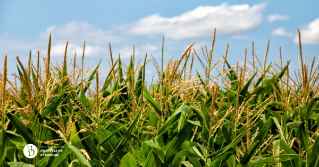 A photo of corn from a field