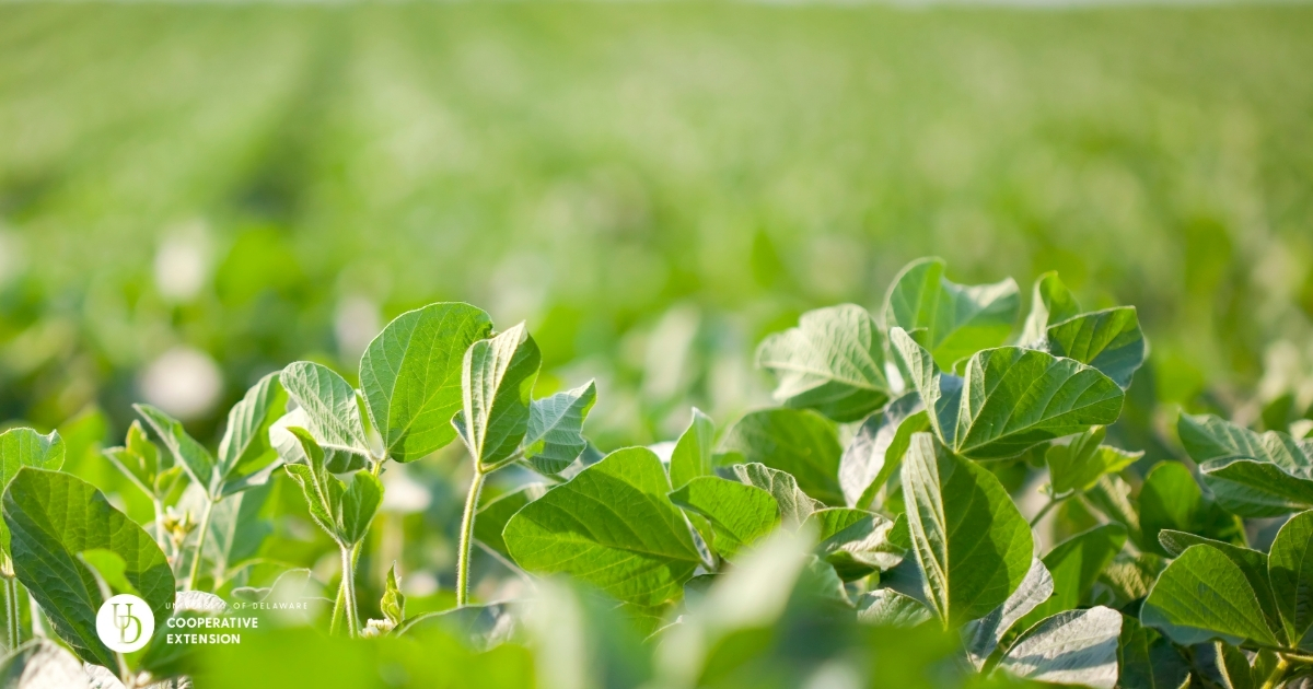 A close up of the top of soybean plants in a field A close up of the top of soybean plants in a field