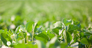 A close up of the top of soybean plants in a field